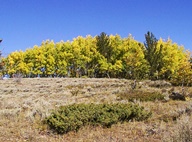 Aspen Trees in Autumn photo thumbnail
