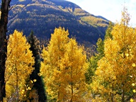 Aspen Trees in Autumn photo thumbnail