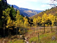 Aspen Trees in Autumn photo thumbnail