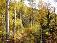 Aspen Trees in Autumn photo thumbnail