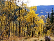 Aspen Trees in Autumn photo thumbnail