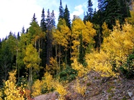 Aspen Trees in Autumn photo thumbnail