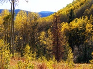 Aspen Trees in Autumn photo thumbnail