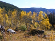 Aspen Trees in Autumn photo thumbnail
