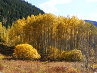 Aspen Trees in Autumn photo thumbnail