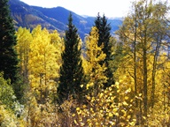 Aspen Trees in Autumn photo thumbnail