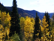 Aspen Trees in Autumn photo thumbnail