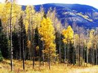 Aspen Trees in Autumn photo thumbnail