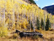 Aspen Trees in Autumn photo thumbnail
