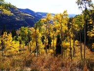 Aspen Trees in Autumn photo thumbnail