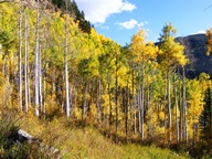 Aspen Trees in Autumn photo thumbnail