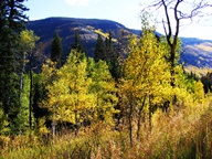 Aspen Trees in Autumn photo thumbnail