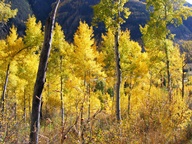 Aspen Trees in Autumn photo thumbnail