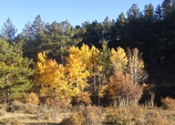 Aspen Trees in Autumn photo thumbnail