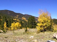 Aspen Trees in Autumn photo thumbnail