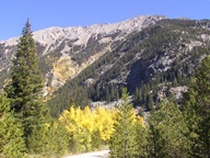 Aspen Trees in Autumn photo thumbnail