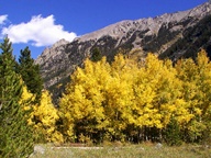 Aspen Trees in Autumn photo thumbnail