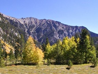 Aspen Trees in Autumn photo thumbnail