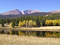 Aspen Trees in Autumn photo thumbnail