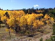 Aspen Trees in Autumn photo thumbnail