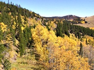 Aspen Trees in Autumn photo thumbnail