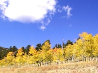 Aspen Trees in Autumn photo thumbnail