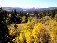 Aspen Trees in Autumn photo thumbnail