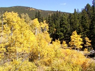 Aspen Trees in Autumn photo thumbnail