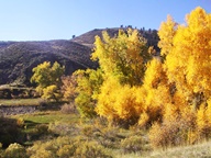 Aspen Trees in Autumn photo thumbnail
