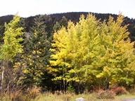 Aspen Trees in Autumn photo thumbnail