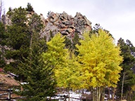Aspen Trees in Autumn photo thumbnail