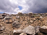 Mount Blue Sky Scenic Byway photo thumbnail