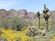 Arizona thumbnail