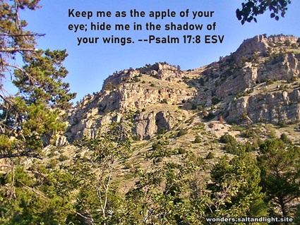 Psalm 17:8